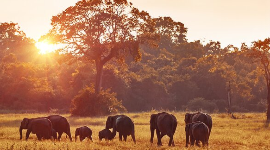 A wilderness sunset safari around 