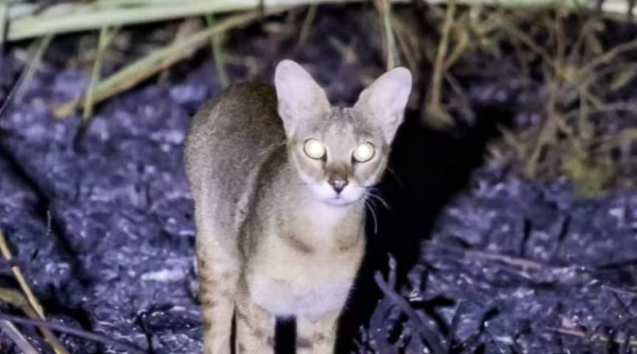 Night safari drive