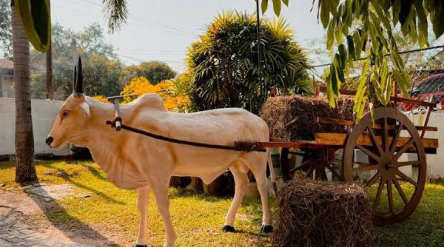 Bullock cart rides 