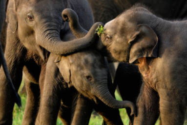 Minneriya National Park
